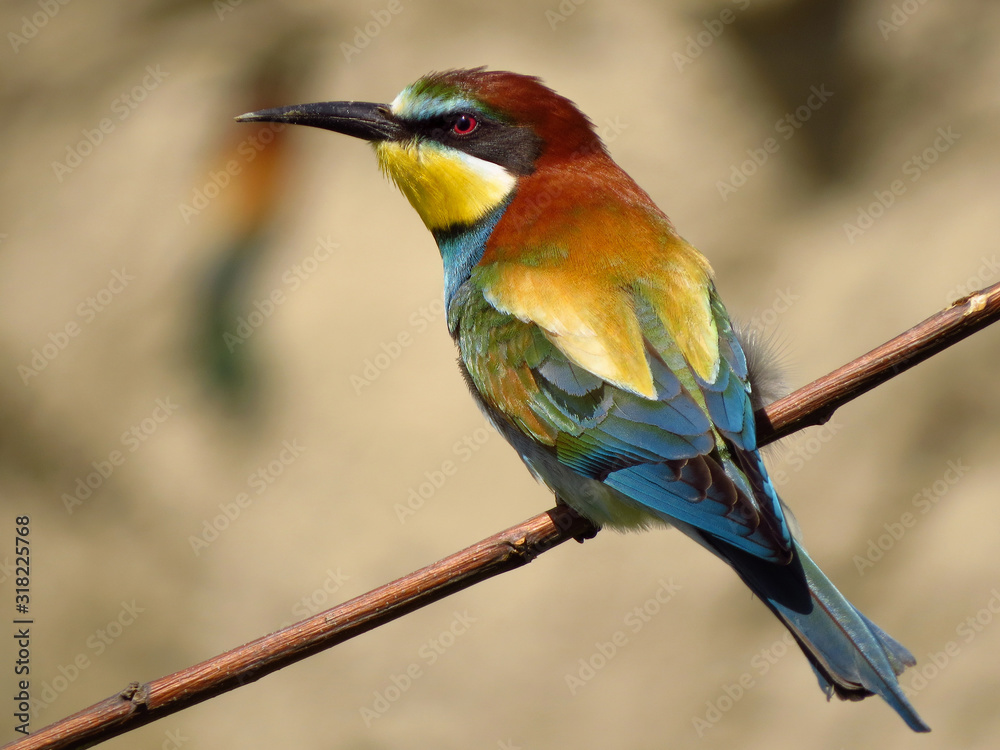 Fototapeta premium European bee-eater (Merops apiaster), wildlife colorful bee eater bird in natural habitat, close up with blurry background