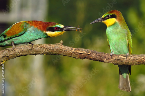 European bee-eater (Merops apiaster), wildlife colorful bee eater bird in natural habitat, close up with blurry background