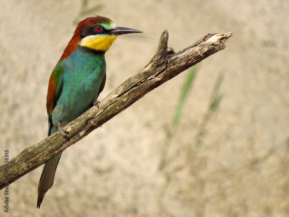 Fototapeta premium European bee-eater (Merops apiaster), wildlife colorful bee eater bird in natural habitat, close up with blurry background