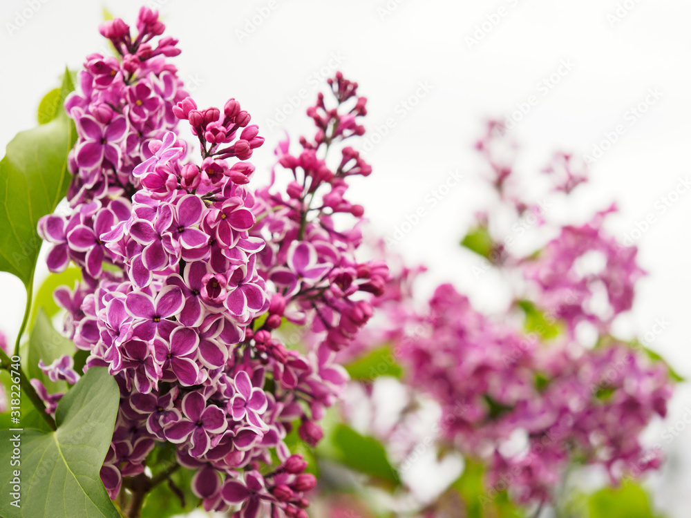 Branch of decorative lilac against the sky with soft focus Branch of decorative lilac against the sky with soft focus