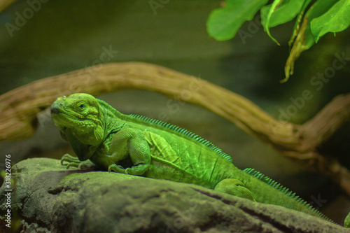 A green iguana on a stone in its habitat. Closeup