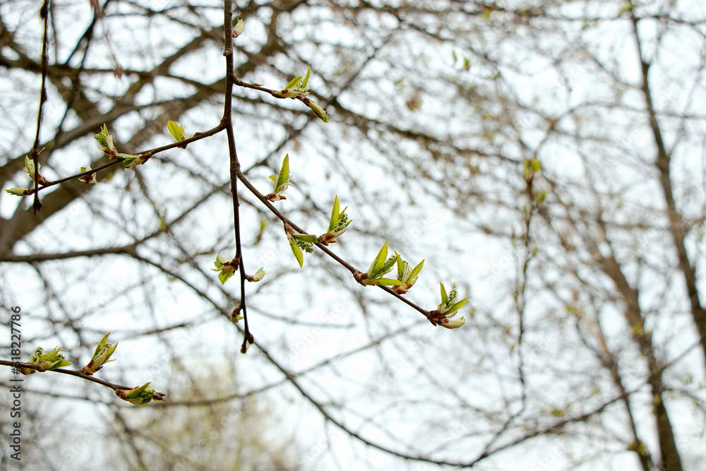 Spring, birch buds bloom. Birch branches on a white sky with large beautiful buds. Early spring green leaves, new life.