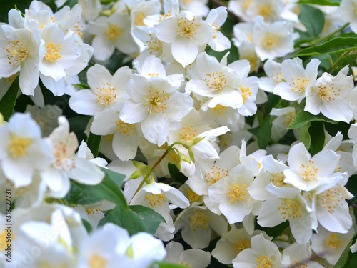 Jasmin, wedding surface background. Spring blossom background. White jasmine. Summer nature. Sakura blossom flower.