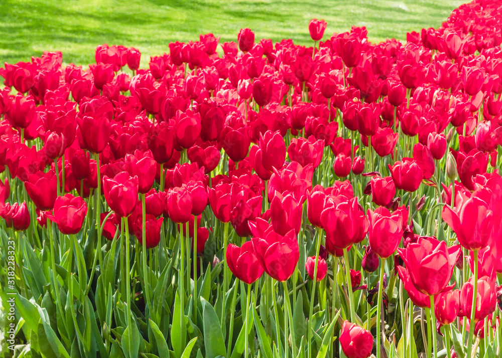 Fototapeta premium Spring nature background with tulip flowers