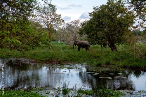 Elefante disfrutando de su entorno © Cjsierrah