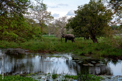 Elefante disfrutando de su entorno