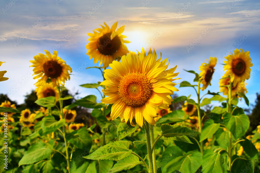 field of sunflowers and blue sky field of sunflowers and blue sky
