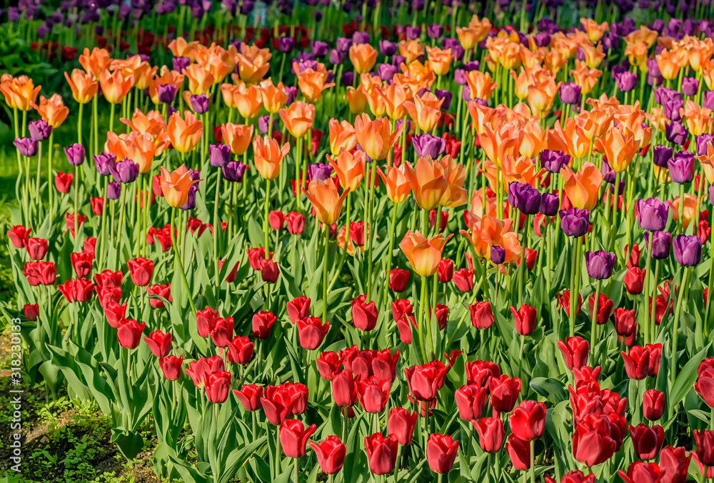 Tulip festival in St. Petersburg in the public Park on Elagin island in may 2019. Admission to the festival is free. 