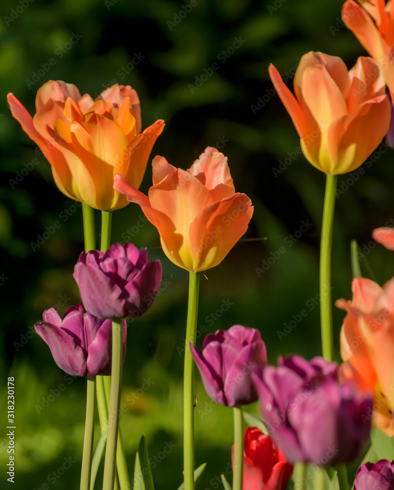 Tulip festival in St. Petersburg in the public Park on Elagin island in may 2019. Admission to the festival is free. 