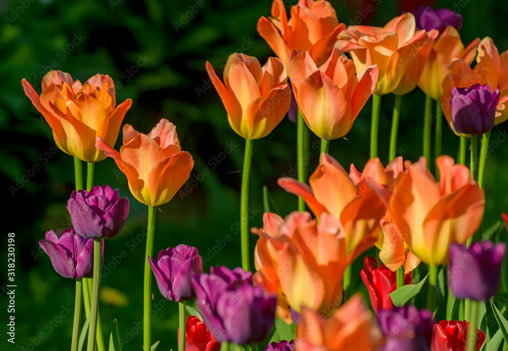Tulip festival in St. Petersburg in the public Park on Elagin island in may 2019. Admission to the festival is free. Tulip festival in St. Petersburg in the public Park on Elagin island in may 2019. Admission to the festival is free.