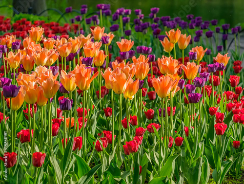 Tulip festival in St. Petersburg in the public Park on Elagin island in may 2019. Admission to the festival is free. 