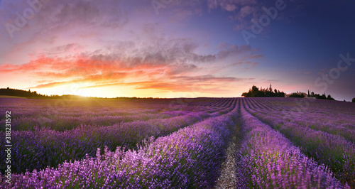 Great view of lavender field at sunrise in Provence, France