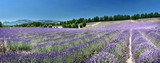 Panoramic view of lavender field in Provence, France