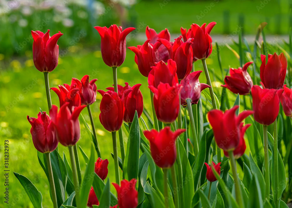 Tulip festival in St. Petersburg in the public Park on Elagin island in may 2019. Admission to the festival is free. Tulip festival in St. Petersburg in the public Park on Elagin island in may 2019. Admission to the festival is free.