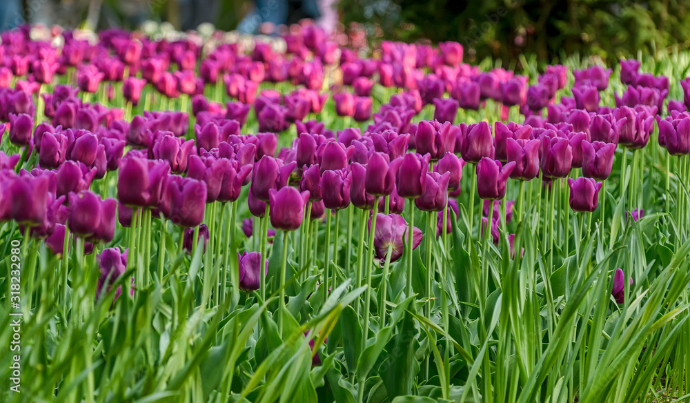 Tulip festival in St. Petersburg in the public Park on Elagin island in may 2019. Admission to the festival is free. Tulip festival in St. Petersburg in the public Park on Elagin island in may 2019. Admission to the festival is free.