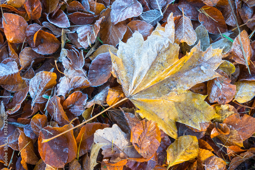 Rimy autumnal leaves Rimy autumnal leaves