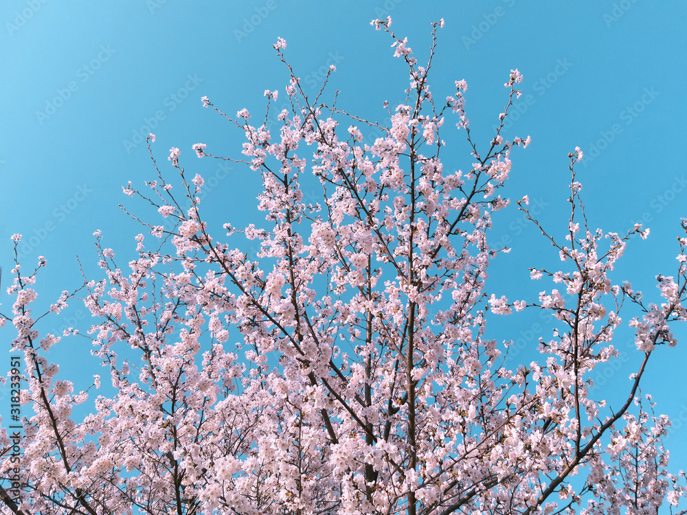 Sakura,pink cherry blossom in South Korea on spring season