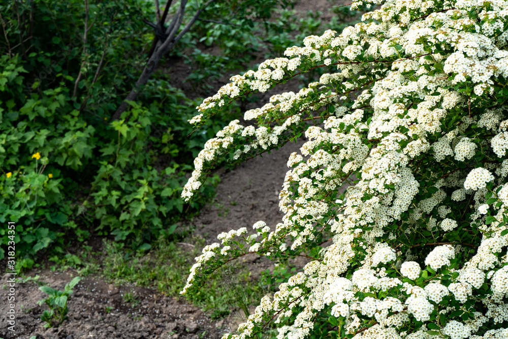 Blooming spirea or meadowsweet. Branches with white flowers Blooming spirea or meadowsweet. Branches with white flowers