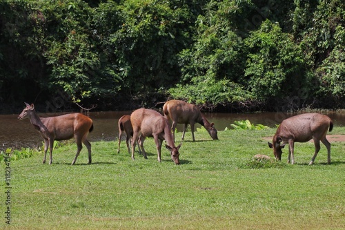 Deer herd in Khao Yai national Park, Thailand © Sakchai