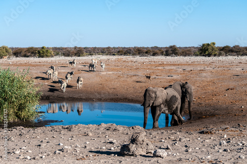 African Elephants, Zebras, and Antilopes gathering Near a waterhole in Etosha National Park, Namibia.