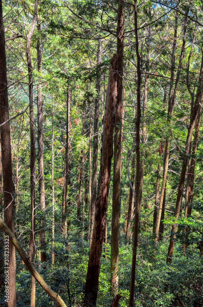 Obraz premium 森林