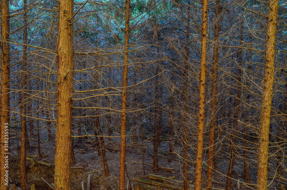 Fototapeta premium 森林