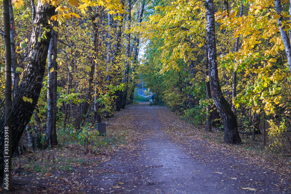 Fototapeta premium road in forest