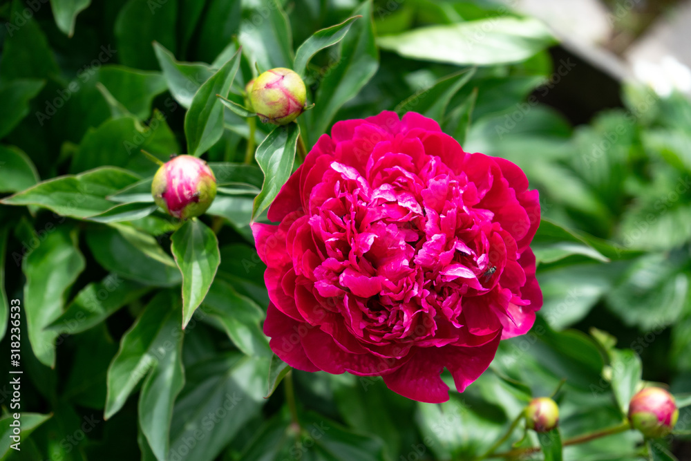 Red peony flower on a background of green leaves in the garden Red peony flower on a background of green leaves in the garden