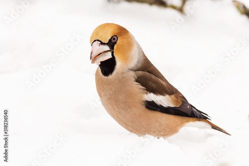 Hawfinch (Coccothraustes coccothraustes) passerine bird in finch family, close up photo of finch bird in the winter snow