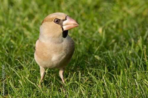 Stampa su tela Hawfinch (Coccothraustes coccothraustes) passerine bird in finch family, close u