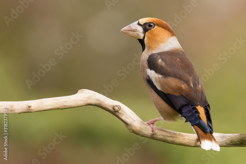 Hawfinch (Coccothraustes coccothraustes) passerine bird in finch family, close up photo © Luka