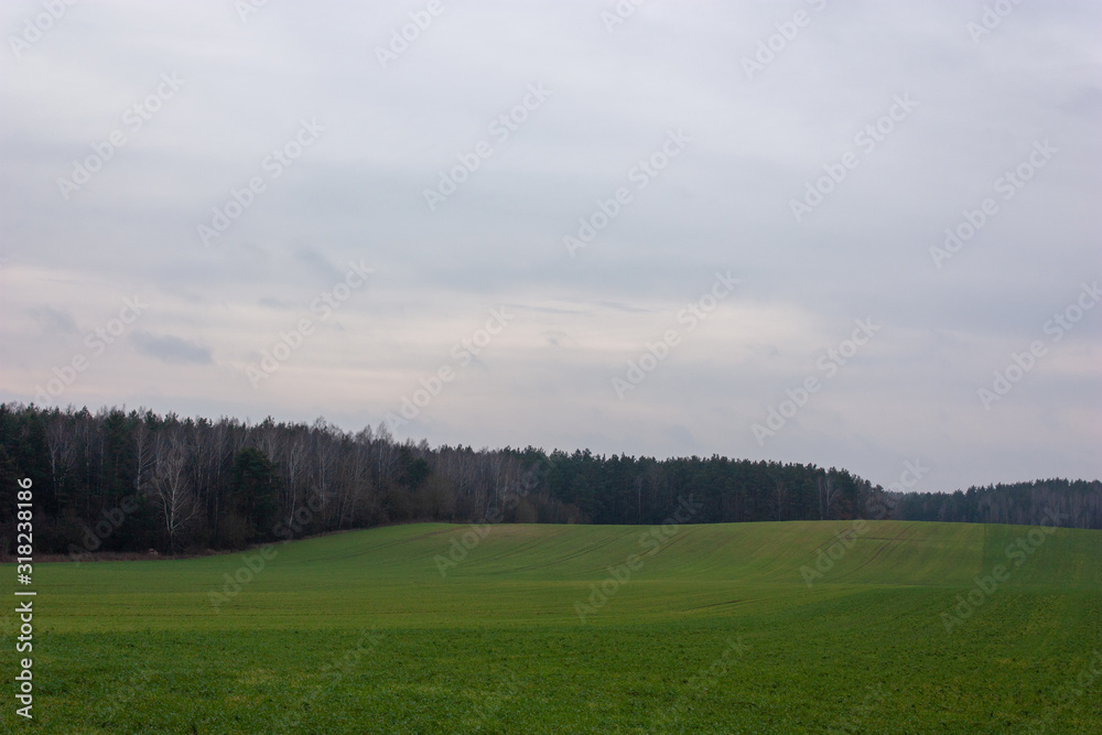 Natural background with green winter fields without snow, forest on the horizon and cloudy sky with spots of light.