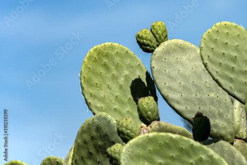Close-up of a green cactus on a clear blue sky - Succulent plant, Liguria, Italy