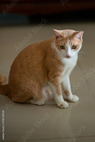 Orange Thai cat in the house © panyawatt