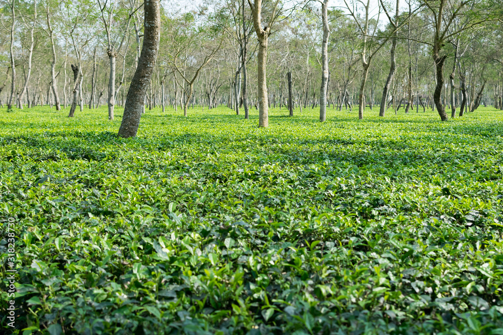 Assam tea garden at Dibrugarh, Assam state, India
