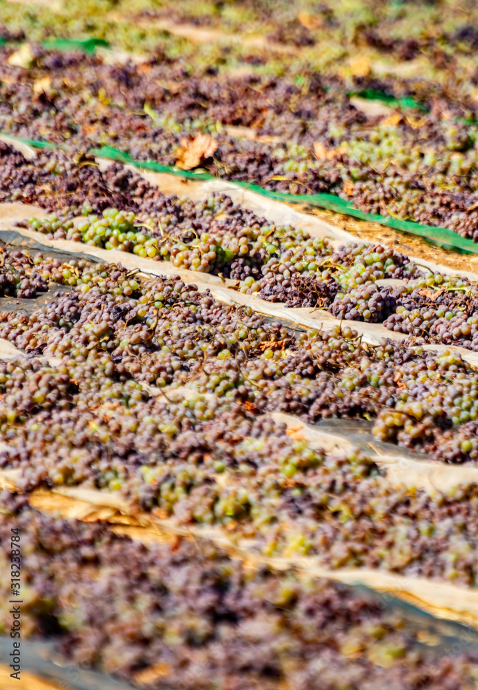 Fototapeta premium Drying of sweet wine pedro ximenez grapes under hot sun in Montilla-Moriles wine region, Andalusia, Spain