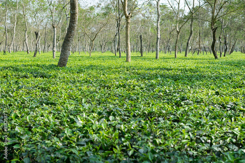 Assam tea garden at Dibrugarh, Assam state, India