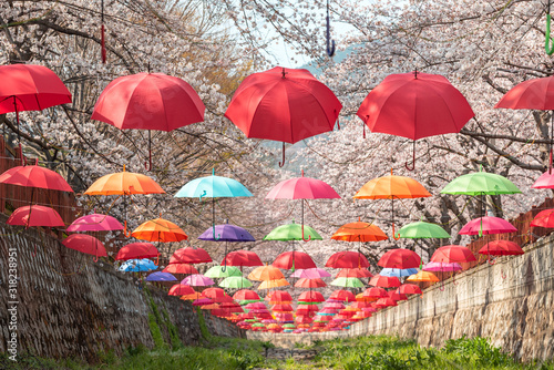 Beautiful vibrant decoration with umbrellas inside Yeojwacheon Stream during cherry blossom festival in Jinhae, Changwon