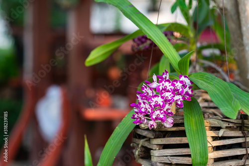 Colorful orchids in the garden at home