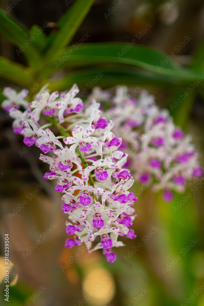 Colorful orchids in the garden at home