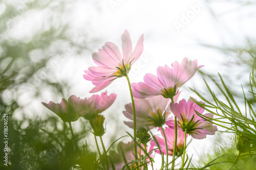 Pink cosmos flower blooming in the field garden. Spring season.