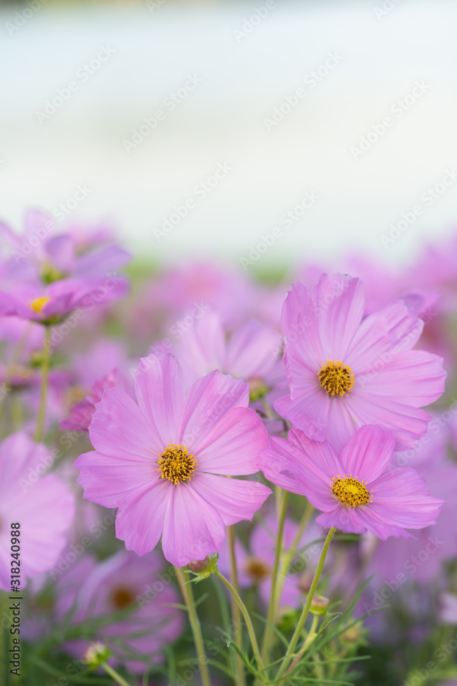 Pink cosmos flower blooming in the field garden. Spring season. Pink cosmos flower blooming in the field garden. Spring season.