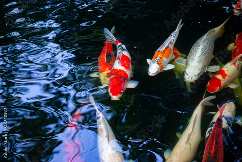 Koi fish swimming in the pond