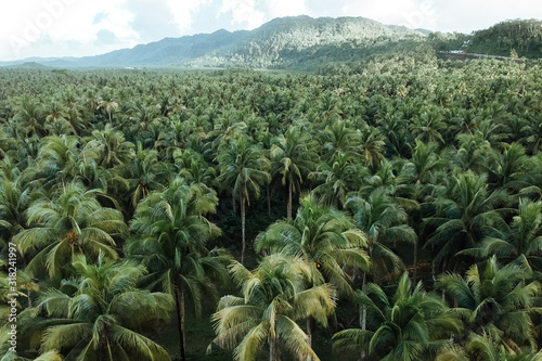 Coconut tree heaven