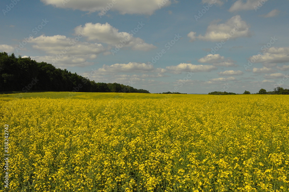 Mazury