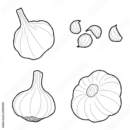 Garlic Vector Illustration Hand Drawn Vegetable Cartoon Art