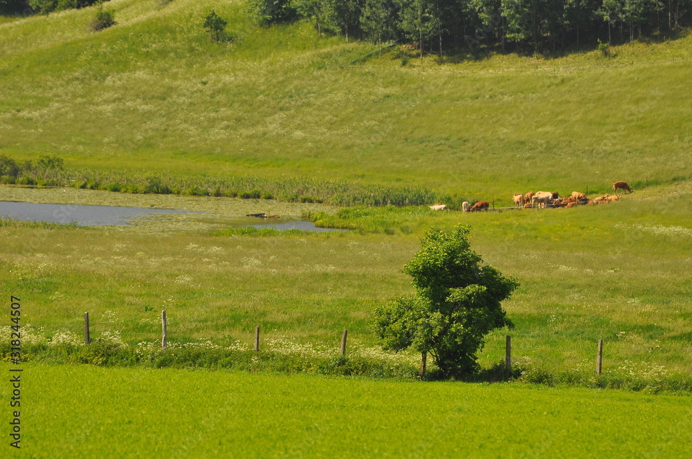 Fototapeta premium Mazury