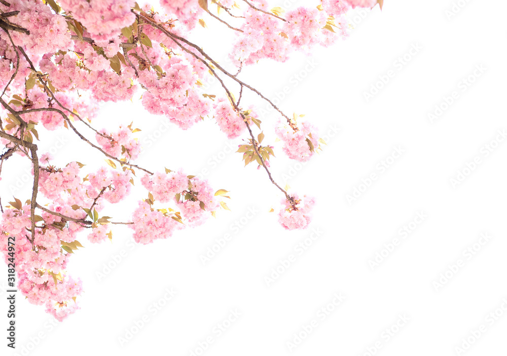 Cherry Blossom or Sakura flower in the nature  of springtime on white background