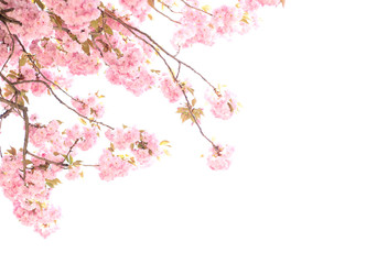 Cherry Blossom or Sakura flower in the nature  of springtime on white background