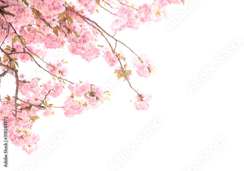 Cherry Blossom or Sakura flower in the nature  of springtime on white background